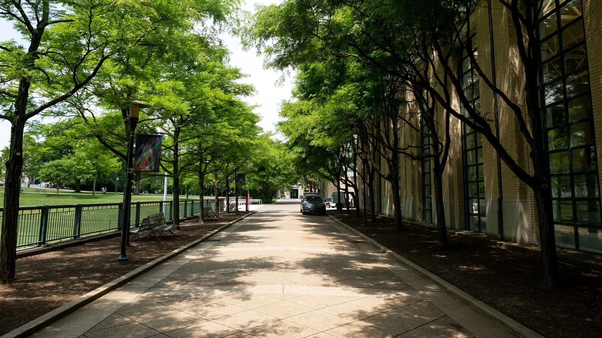 Campus tree lined path
